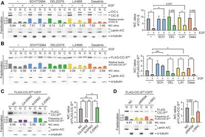 ERK phosphorylation disrupts the intramolecular interaction of capicua to promote cytoplasmic translocation of capicua and tumor growth